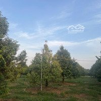 Bán Vườn Sầu Riêng Tại Xuân Tâm, Xuân Lộc, Đồng Nai, Giá Tốt 8,6 Tỷ, 15643 M2