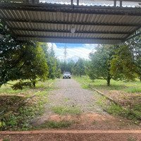 Bán Vườn Sầu Riêng Tại Xuân Tâm, Xuân Lộc, Đồng Nai, Giá Tốt 8,6 Tỷ, 15643 M2