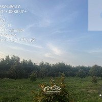 Bán Vườn Sầu Riêng Tại Xuân Tâm, Xuân Lộc, Đồng Nai, Giá Tốt 8,6 Tỷ, 15643 M2