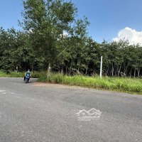 Bán 4 Mẫu Skc Trừ Văn Thố Bàu Bàng Bd Có Bán Lẻ 1.5Ha Skc, Có 5000 Skc Đã Đóng Tiền 50 Năm