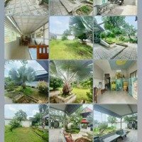Nhà Đẹp - Giá Tốt Cần Bán Nhanh Nhà Vườn Tại Xã Bình Phú Thành Phố Bến Tre