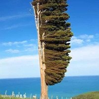 Bán Đất Tại Xã Duy Hòa, Duy Xuyên, Quảng Nam, Giá Cực Chất 270 Triệu, 125M2