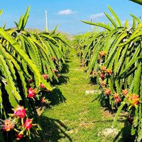 Bán Đất Thổ Cư 948M2 Giá Bán 2 Triệu / M2 Tại 712, Tân Thuận, Hàm Thuận Nam, Bình Thuận