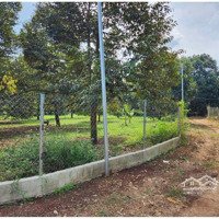 Bán Vườn Sầu Riêng 8 Năm Tuổi_ Chính Chủ