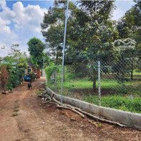 Bán Vườn Sầu Riêng 8 Năm Tuổi_ Chính Chủ