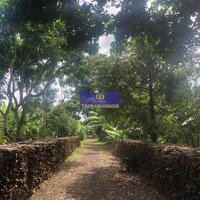 Siêu Ngộp Sâu - Vườn Sầu Riêng Thu Hoạch Quanh Năm - Sát Sân Bay Lt - Dt: 1.3Ha - Giá Bán 10Tỷ