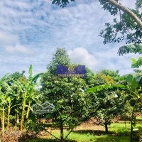 Siêu Ngộp Sâu - Vườn Sầu Riêng Thu Hoạch Quanh Năm - Sát Sân Bay Lt - Dt: 1.3Ha - Giá Bán 10Tỷ
