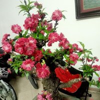 Nhà Mặt Ngõ Linh Quang -Đống Đa -Ngõ Thông -Kinh Doanh -3 Xe Ô Tô Tránh -92 M2-3 Tầng -Mt- 11 M