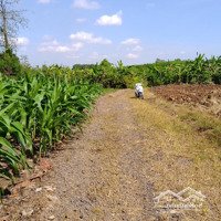 Bán 12000M2 Đất (Cln) Có 300M2 Ont Hồ Cầu Mới Cách Sân Bay Long Thành 8Km, 2 Triệu/M2