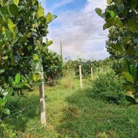 Đầu Tư Đất Vườn Siêu Hời Gần Kcn Dầu Giây, Giá Chỉ 800 Triệu/Sào! Ngân Hàng Hỗ Trợ