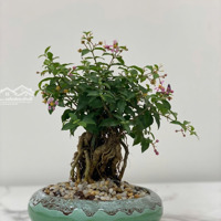 Cho Thuê Cc Mini 1 Phòng Ngủ 1 Vệ Sinh 30M2 Giá Cực Chất 8 Triệu Tại Bùi Đình Túy, Phường 14, Bình Thạnh.