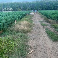 Bán Đất Sào An Cơ, Châu Thành Thích Hợp Làm Nhà Yến, Đầu Tư, Làm Vườn, Nghỉ Dưỡng