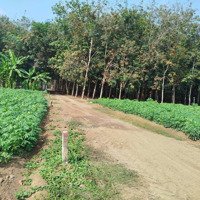Bán Đất Sào An Cơ, Châu Thành Thích Hợp Làm Nhà Yến, Đầu Tư, Làm Vườn, Nghỉ Dưỡng