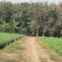 Bán Đất Sào An Cơ, Châu Thành Thích Hợp Làm Nhà Yến, Đầu Tư, Làm Vườn, Nghỉ Dưỡng