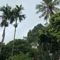 Chính Chủ Bán Nhàdiện Tích1.410M2 Tại Cao Ngạn, Tp. Thái Nguyên Đường Ô Tô Chỉ 2.7 Triệu/M2/ 0916862139