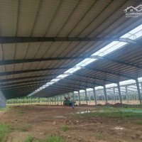 Bán Nhà Xưởng Cho Đầu Tư Tại Xã Vĩnh Tân, Bd. Xưởng Mới Xây, Pccc Tự Động
