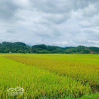 Cần Bán 2000M2 Có 200M2 Thổ Cư, View Toàn Bộ Cánh Đồng Tại Mỹ Hòa, Tân Lạc