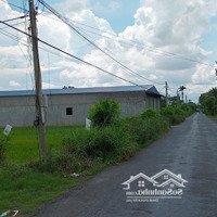 Bán Gấp Đất Tại Đường 11, Xã Bình Tân, Gò Công Tây, Tiền Giang, Giảm Còn 2,3 Tỷ, 1670 M2
