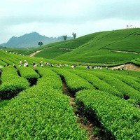 Bán Mảnh Đất Đẹp Của Gia Đình, Gần Đường Hồ Chí Minh, Gần Cáp Treo Chùa Tiên, Ô Tô Vào Tận Đất
