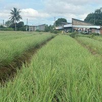 Bán Vườn Trồng Sả Giá Rẻ 150 Triệu/ Công, Cách Sg Chỉ 75Km Thích Hợp Trồng Sả Ngắn Ngày