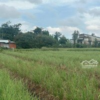 Bán Vườn Trồng Sả Giá Rẻ 150 Triệu/ Công, Cách Sg Chỉ 75Km Thích Hợp Trồng Sả Ngắn Ngày