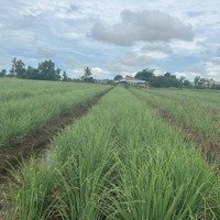 Bán Vườn Trồng Sả Giá Rẻ 150 Triệu/ Công, Cách Sg Chỉ 75Km Thích Hợp Trồng Sả Ngắn Ngày