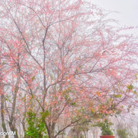 Bán Đất Tại Trần Nhân Tông, Măng Đen, Kon Plông, Kon Tum, 2,9 Tỷ, 182M2, View Đẹp