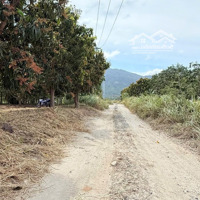 Cam An Nam - 2695 M2 - 19 X 150M - Full Xoài - Giá Chỉ 943 Triệu