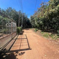 Bán Vườn Sầu Riêng Đang Thu Hoạch, Diện Tích 220M2, Thổ Cư. Giá Chỉ 580 Triệu/Vườn
