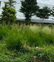 Bán Đất Chính Chủ Phường Mỹ Xuân