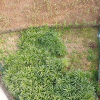 Bán Đất Tại Phường Quang Tiến, Thái Hòa, Nghệ An, Giá Siêu Hời 550 Triệu, 174,3M2