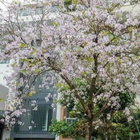 Bán Căn Biệt Thự Hoa Hậu Ciputra - Tây Hồ 2 Mặt Tiền, Mặt Sau Giáp Công Viên, 140M2 X 4 Tầng Có Hầm