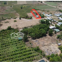 Cần Bán 955M2 Đất Vùng Ven Giá Rẻ, Sẵn 700M2 Thổ.