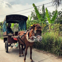 Bán Đất Mặt Tiền Đường Nhựa Huyện Lộ 94C, Xã Thới Sơn, Thành Phố Mỹ Tho, Tiền Giang Giá Bán 1,26 Tỷ