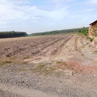 Đất Rẻ Nhất Tây Ninh 1000M2 Cách Nhựa 50M Giá Chỉ 299 Triệu Gần Trường Chợ Ninh Điền, Sổ Hồng Riêng