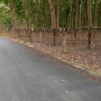 Cần Bán Gần 2,5 Hecta Đất Có 1,5 Hecta Đất Skc Tại Bàu Bàng Bình Dương, Giá Bán 37 Tỷ, Liên Hệ: 0962866667