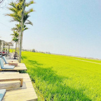 Cần Bán 215M Đất View Lúa Làng An Mỹ Cẩm Châu Gần Cf Roving Giá Chỉ 23,X Tr/M2 Liên Hệ: 0936325884