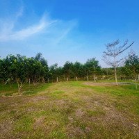 Bán Lô Đất Trang Trại 2,300M2 Tại Hòa Phú, Hòa Vang View Suối, Kề Đồi, Không Khí Trong Lành