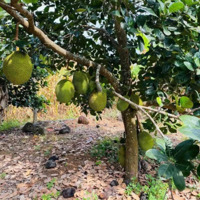 Bán Nhà Vườn Trái Cây Trảng Bom Đồng Nai Giá Rẻ