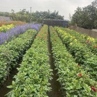 Bán Đất Tại Trí Quả, Thuận Thành, Bắc Ninh, Giá Thỏa Thuận, 90M2