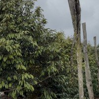 Chính Chủ Gửi Bán Lô Đất Rẫy Nguồn Thu Mạnh