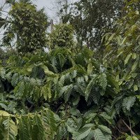 Chính Chủ Gửi Bán Lô Đất Rẫy Nguồn Thu Mạnh