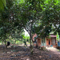 Bị Thương Lái Ép Giá, Thua Lỗ Nặng - Bán Gấp Để Trả Nợ - Đất Vườn 2500M2 Tại Thống Nhất - Đồng Nai
