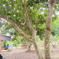 Bị Thương Lái Ép Giá, Thua Lỗ Nặng - Bán Gấp Để Trả Nợ - Đất Vườn 2500M2 Tại Thống Nhất - Đồng Nai