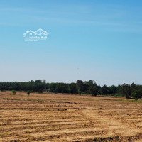 Bán Đất Sào Hoà Thạnh, Châu Thành, Tây Ninh Làm Nhà Yến, Làm Nhà Vườn