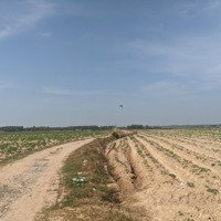Bán Đất Sào Hoà Thạnh, Châu Thành, Tây Ninh Làm Nhà Yến, Làm Nhà Vườn