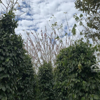 Cơ Hội Đầu Tư! Đất View Suối Gần Đồi Thông, Vị Trí Siêu Đẹp, Giá Siêu Tốt!