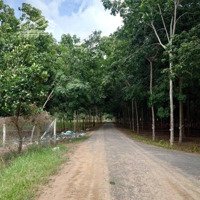 Bán 2Ha Đất Siêu Đẹp Trồng Cây Ăn Trái, Mặt Tiền Dài Đến 140M, Cực Kỳ Thích Hợp Trồng Sầu Riêng