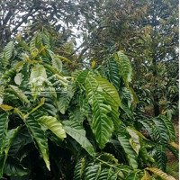 Siêu Phẩm 2Ha Sầu Riêng Xen Cafe Kinh Doanh Nguồn Thu Khủng.
