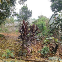 Quá Rẻ Chỉ 1.Xtỷ Sở Hữu Ngay Đất 558M2 (100M2 Ont) Tại Vân Hoà, Ba Vì, Hn. Nằm Sát Trục Chính Thôn
